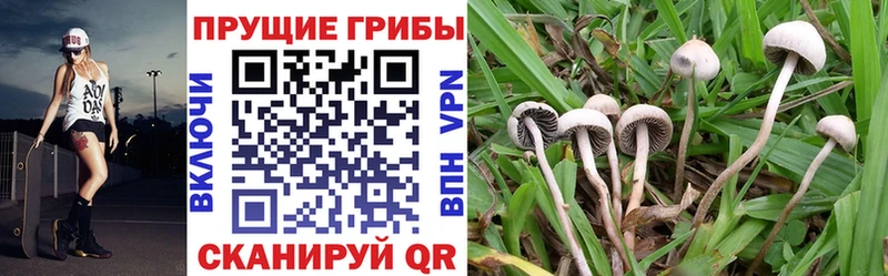 наркошоп  Егорьевск  Псилоцибиновые грибы ЛСД 